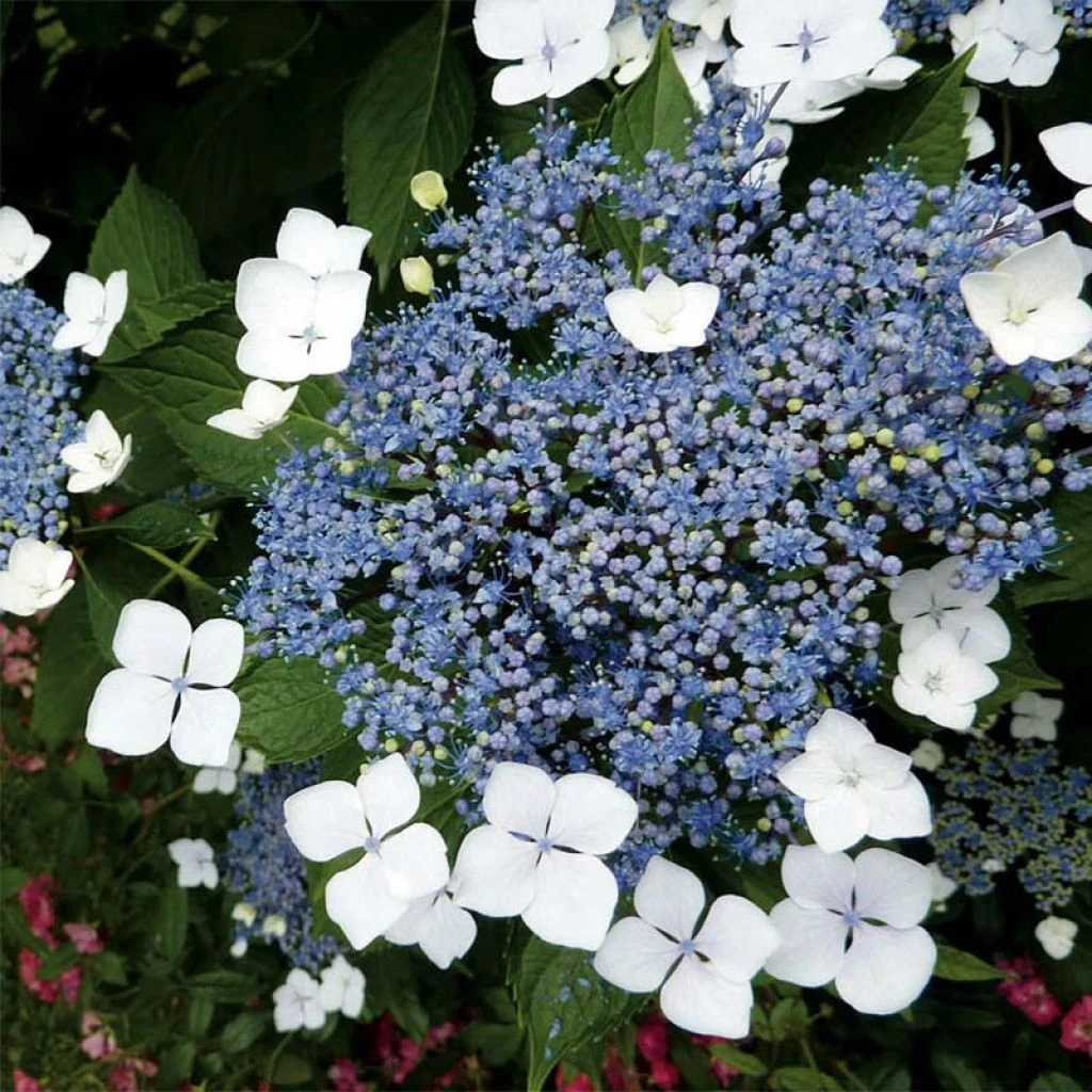 Hortensia - Hydrangea Serrata Blue Bird 1 Hortensia - Hydrangea Serrata Blue Bird