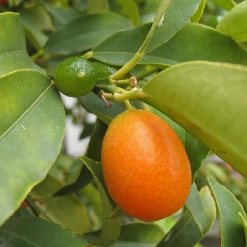 Kumquat Fukushu Ou Jiangsu - Fortunella Obovata -Promesse de Fleurs Soldes kumquat fukushu ou jiangsu fortunella obovata 87033 1