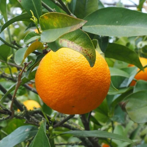 Oranger - Citrus Sinensis - Agrumes -Promesse de Fleurs Soldes oranger