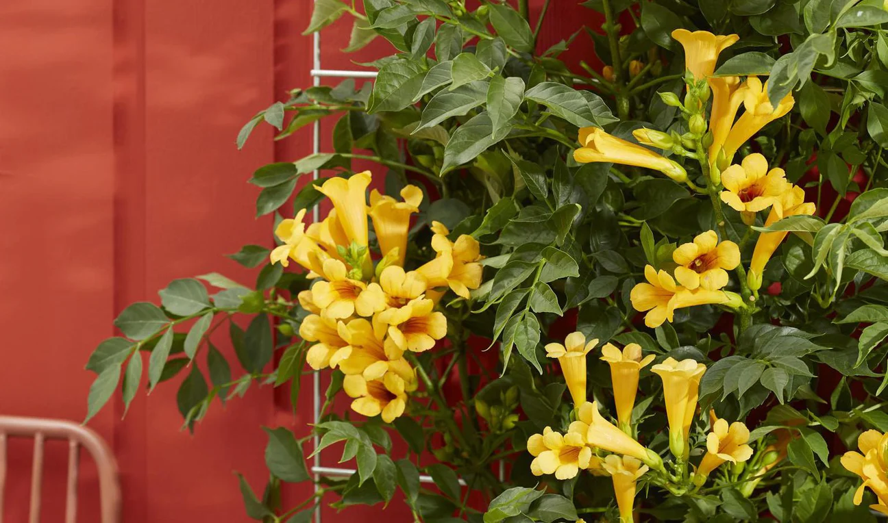 Promesse de Fleurs Soldes -Promesse de Fleurs Soldes plantes grimpantes exterieur 977131