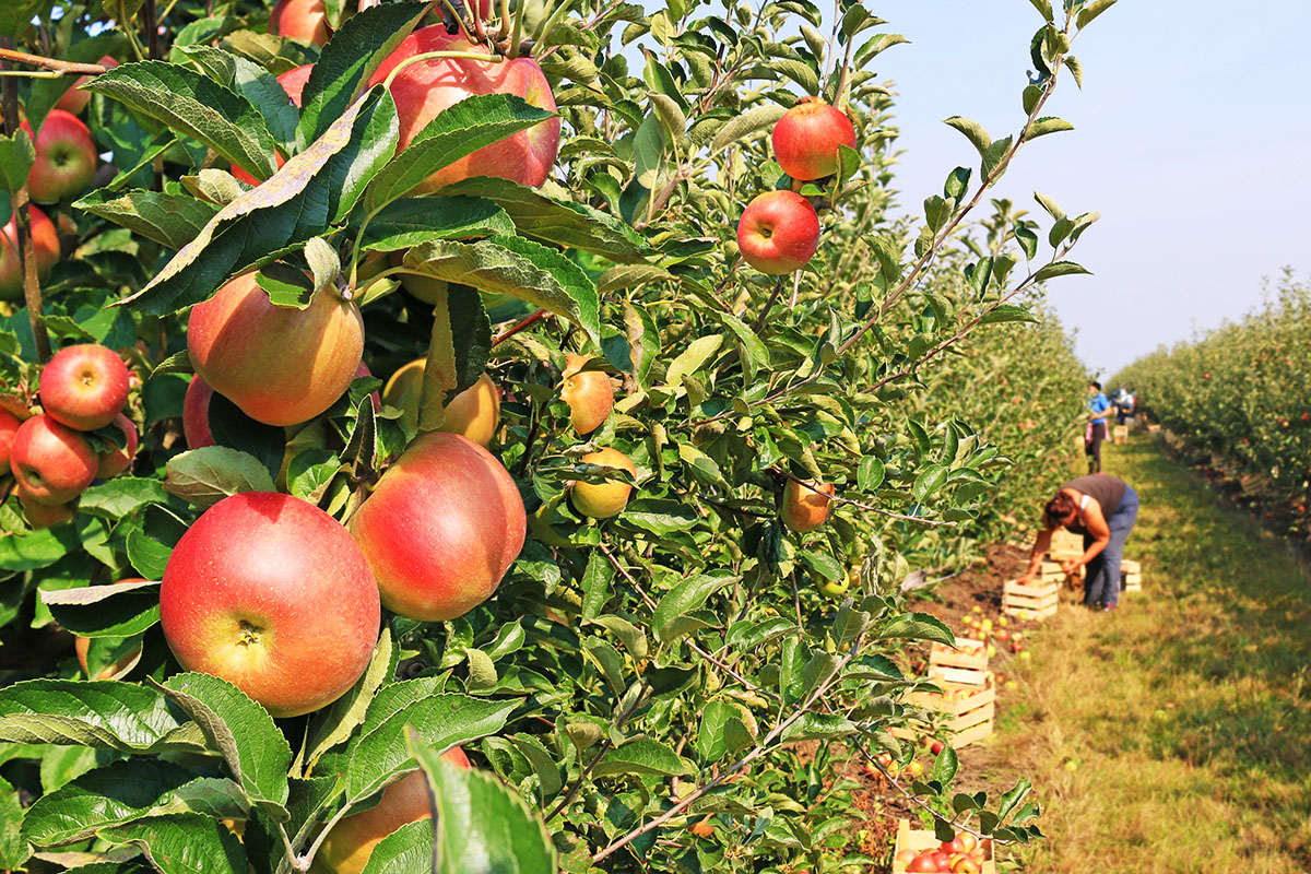 Promesse de Fleurs Soldes -Promesse de Fleurs Soldes pomme verger branex 1200x800 1