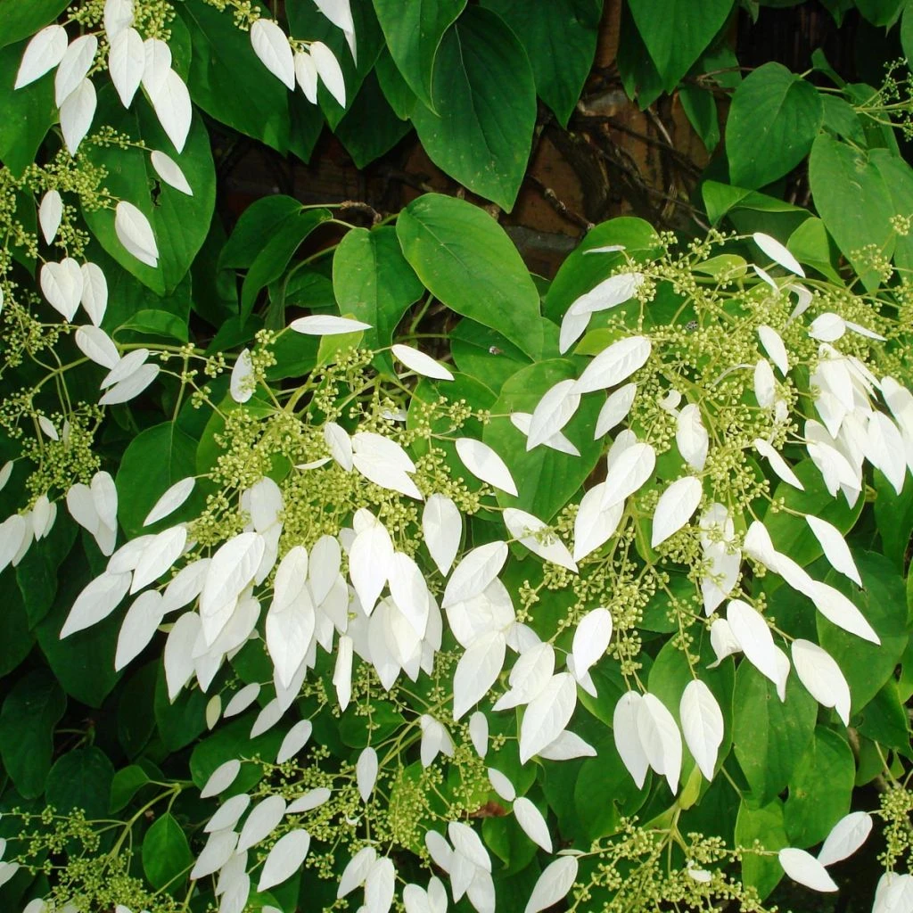 Schizophragma Integrifolia - Hydrangée à Feuilles Entières 1 Schizophragma Integrifolia - Hydrangée à Feuilles Entières