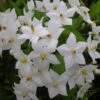 Solanum Jasminoides Album