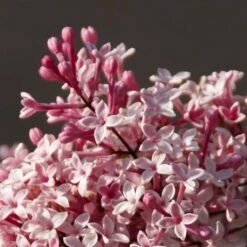 Lilas De Chine - Syringa Microphylla Superba