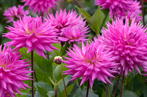 Promesse de Fleurs Soldes -Promesse de Fleurs Soldes unnamed 5